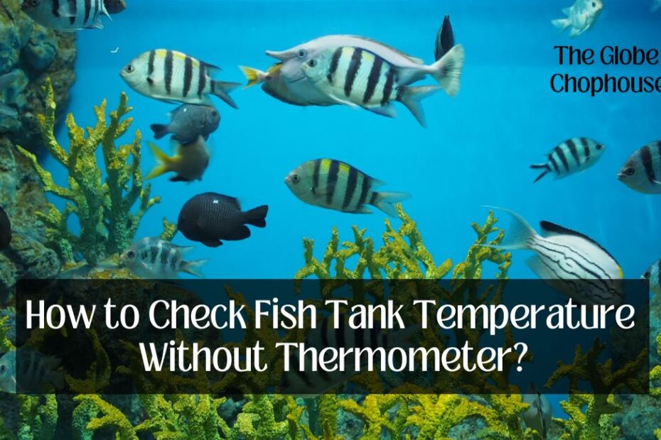 How to Check Fish Tank Temperature Without Thermometer
