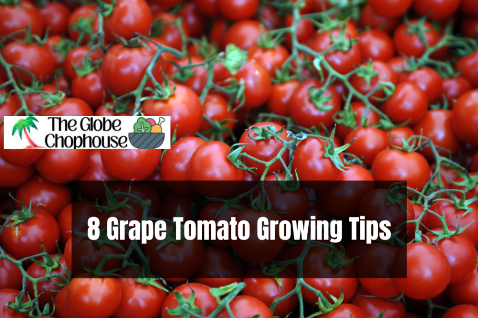 8 Grape Tomato Growing Tips