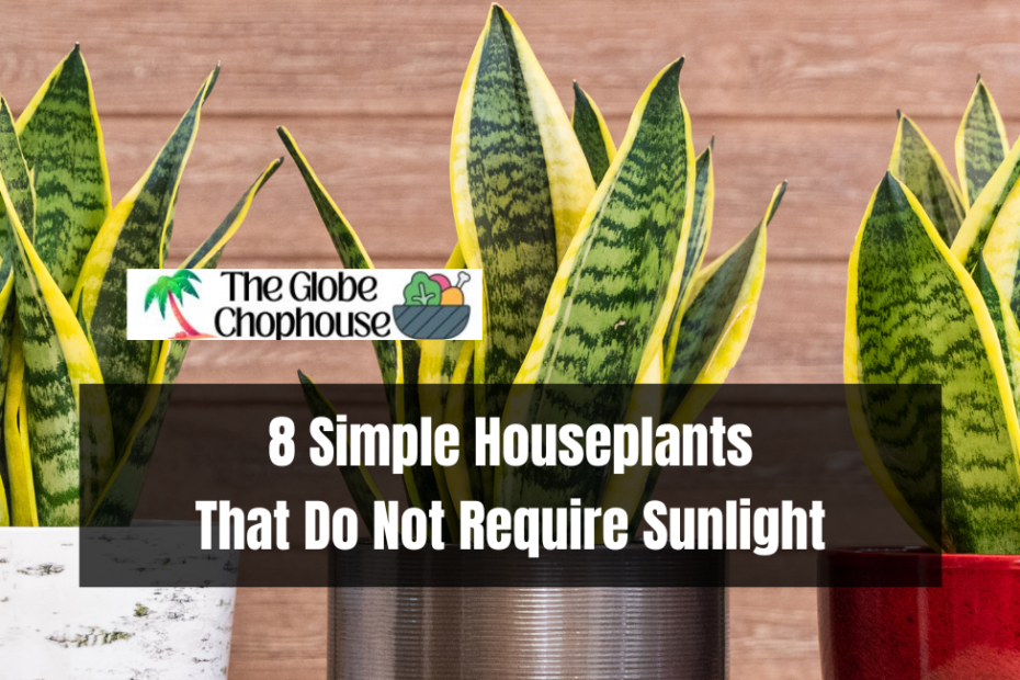 8 Simple Houseplants That Do Not Require Sunlight