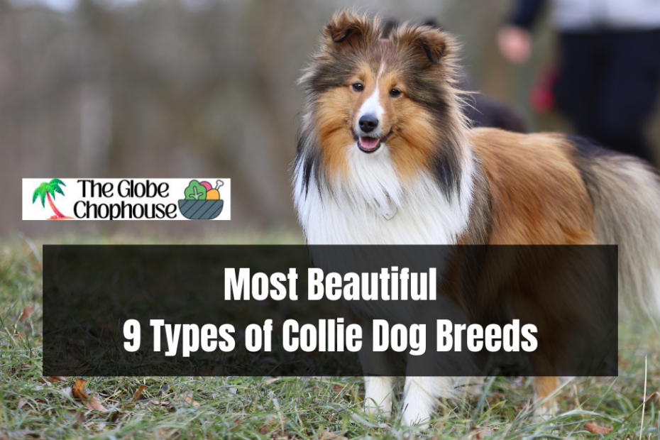 Most Beautiful 9 Types of Collie Dog Breeds