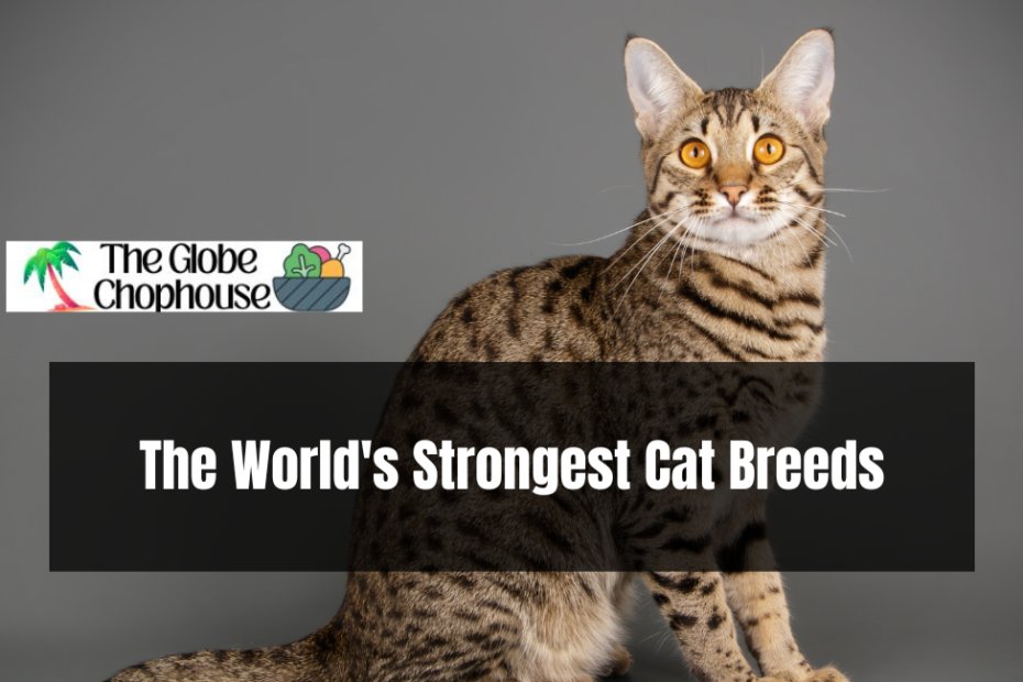 The World's Strongest Cat Breeds
