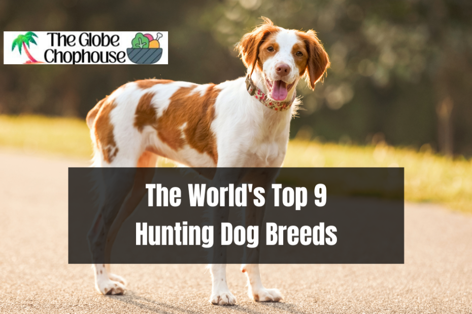 The World's Top 9 Hunting Dog Breeds