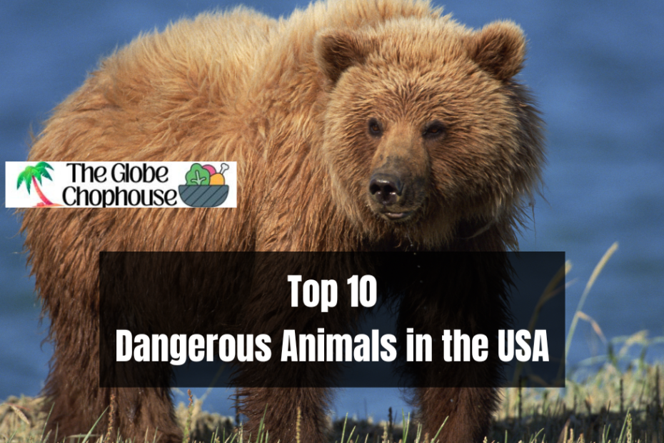 The Top 10 Most Dangerous Animals in the USA