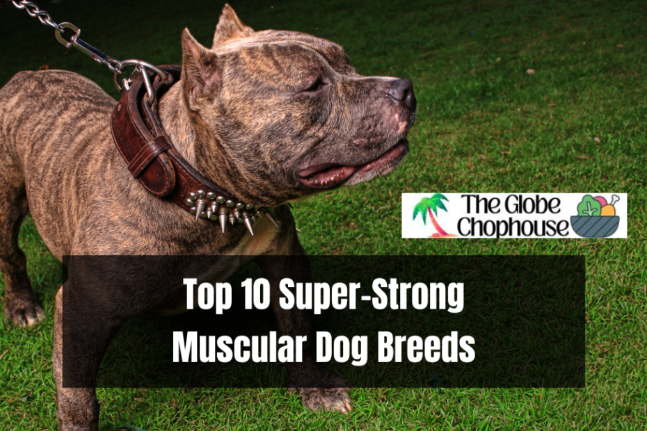Top 10 Super-Strong Muscular Dog Breeds