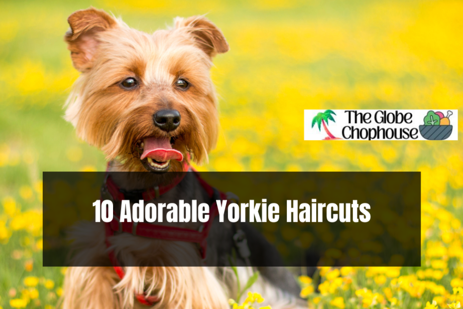 10 Adorable Yorkie Haircuts