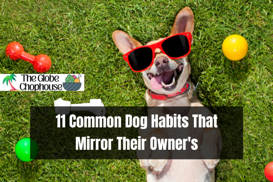 11 Common Dog Habits That Mirror Their Owner's