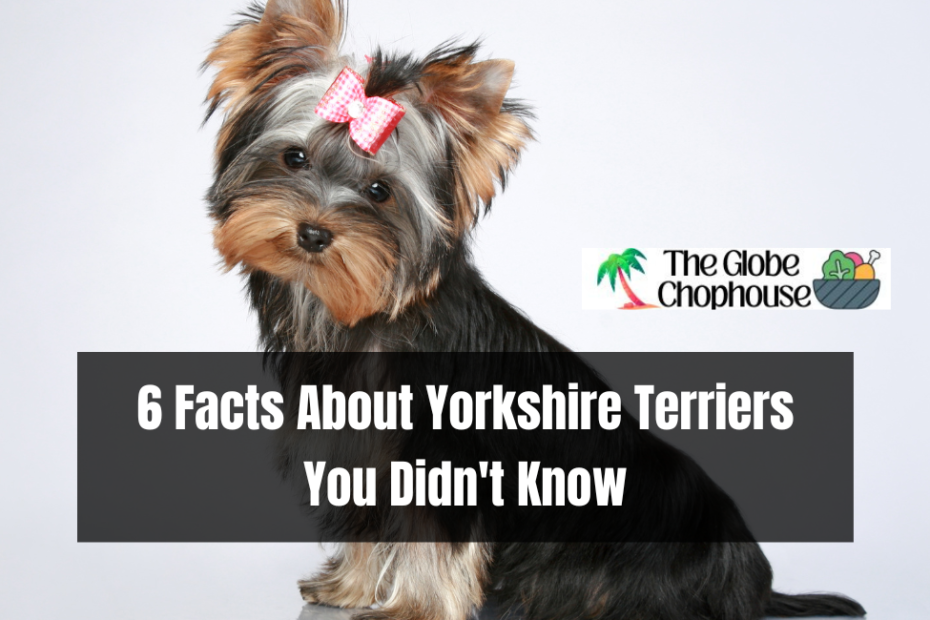 6 Facts About Yorkshire Terriers You Didn't Know