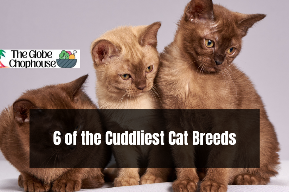 6 of the Cuddliest Cat Breeds