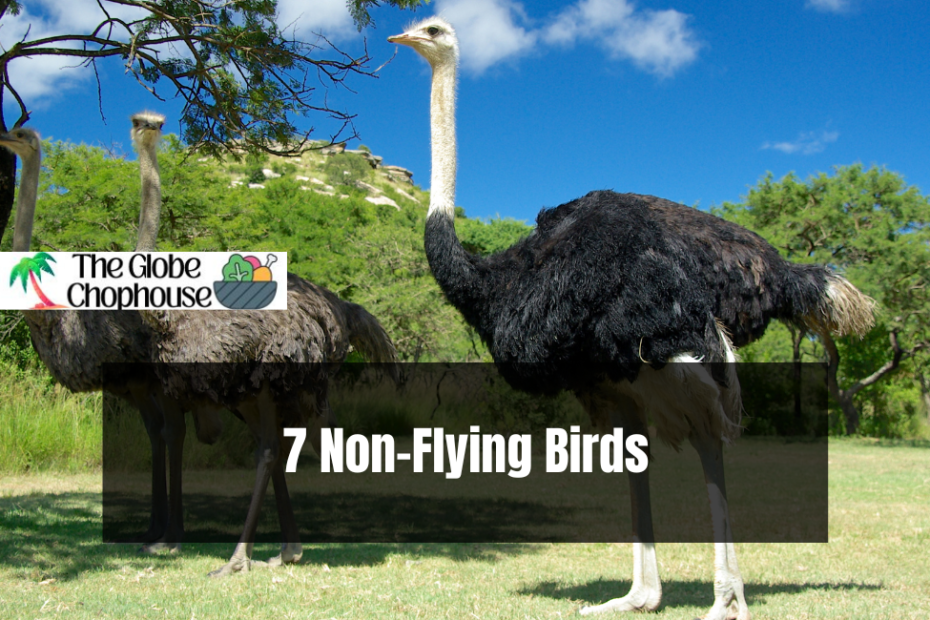 7 Non-Flying Birds
