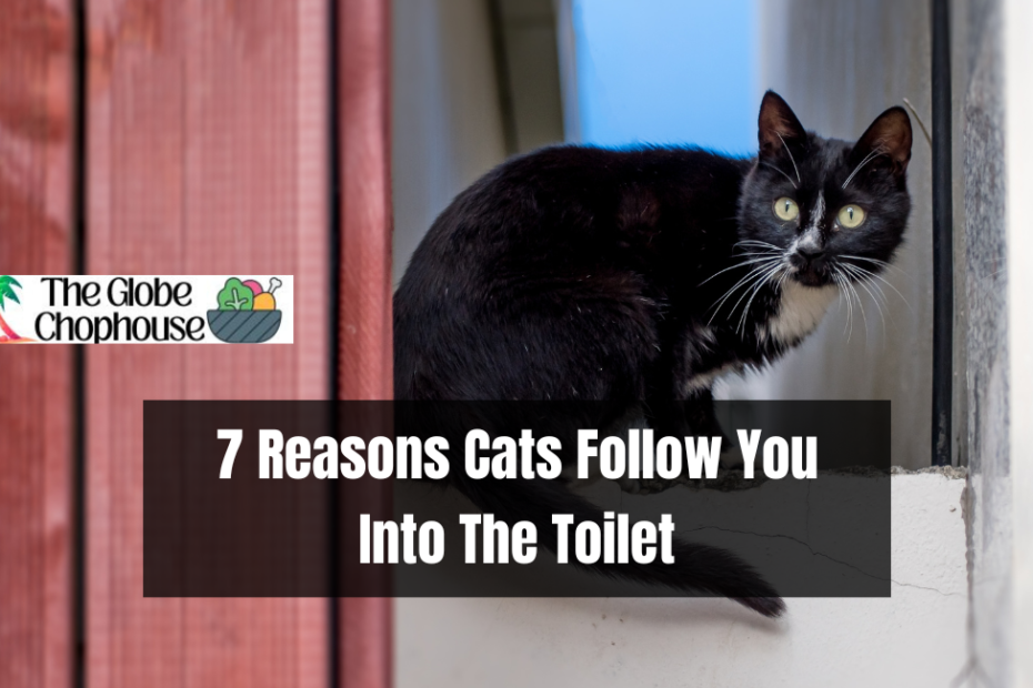 7 Reasons Cats Follow You Into The Toilet