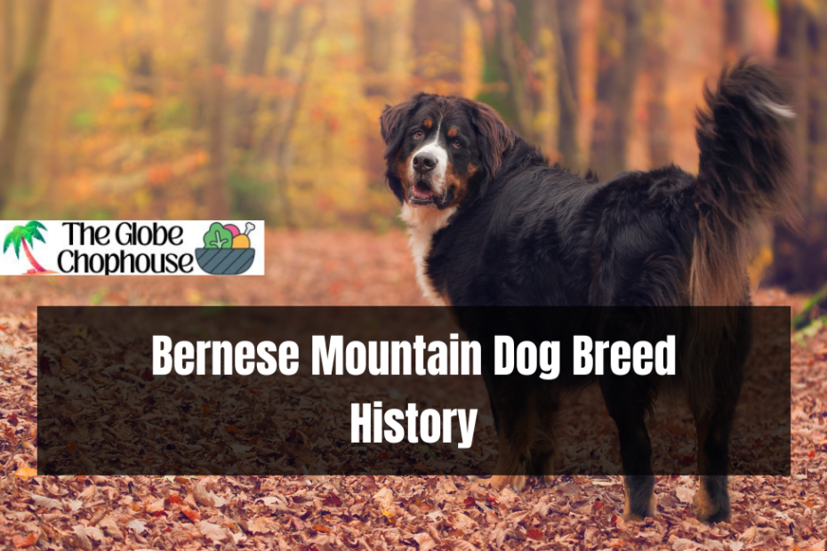 Bernese Mountain Dog Breed History