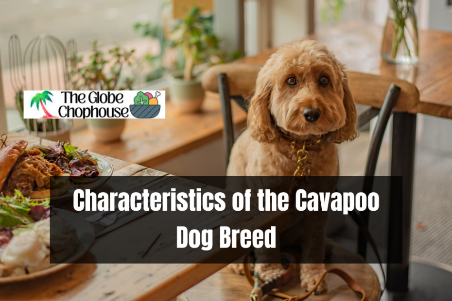Characteristics of the Cavapoo Dog Breed