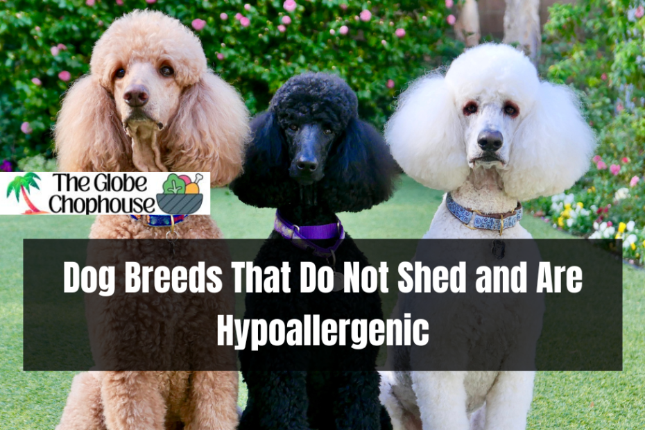 Dog Breeds That Do Not Shed and Are Hypoallergenic
