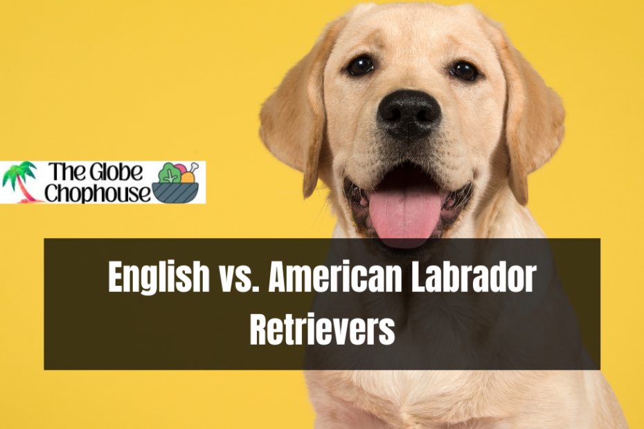English vs. American Labrador Retrievers