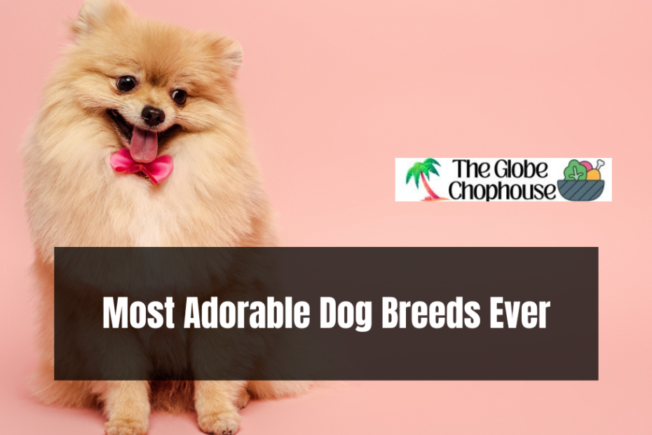 Most Adorable Dog Breeds Ever