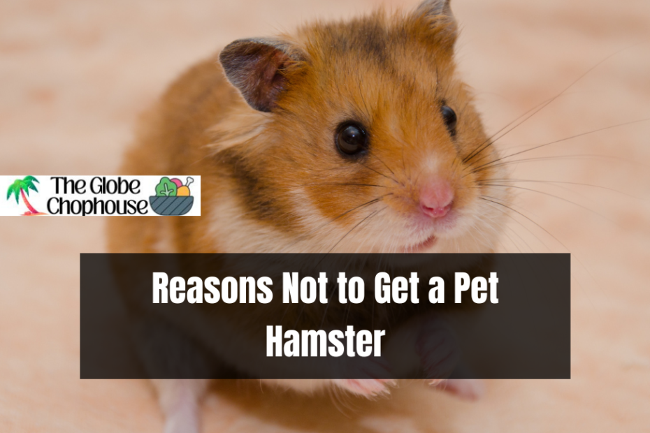 Reasons Not to Get a Pet Hamster