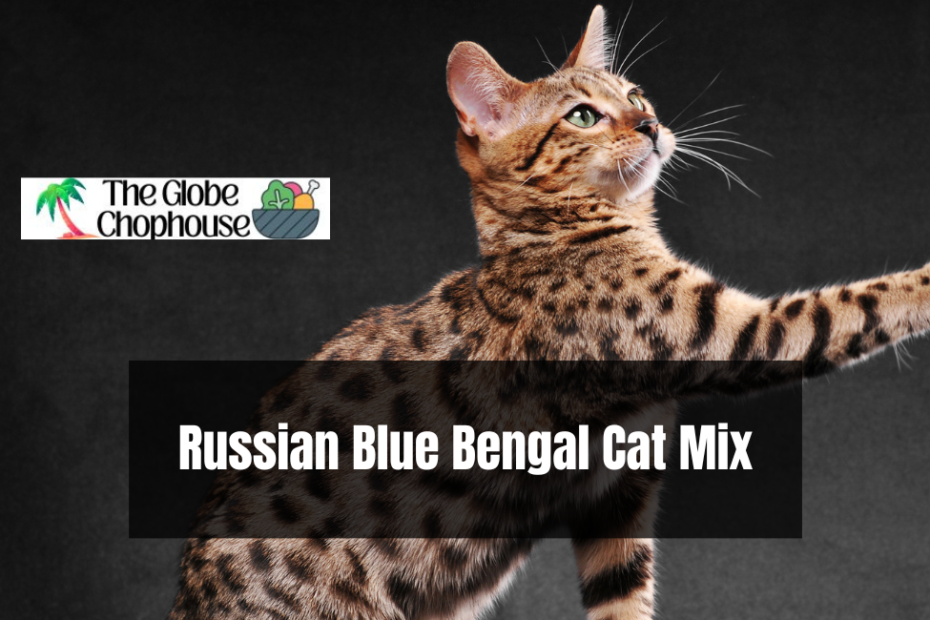 Russian Blue Bengal Cat Mix