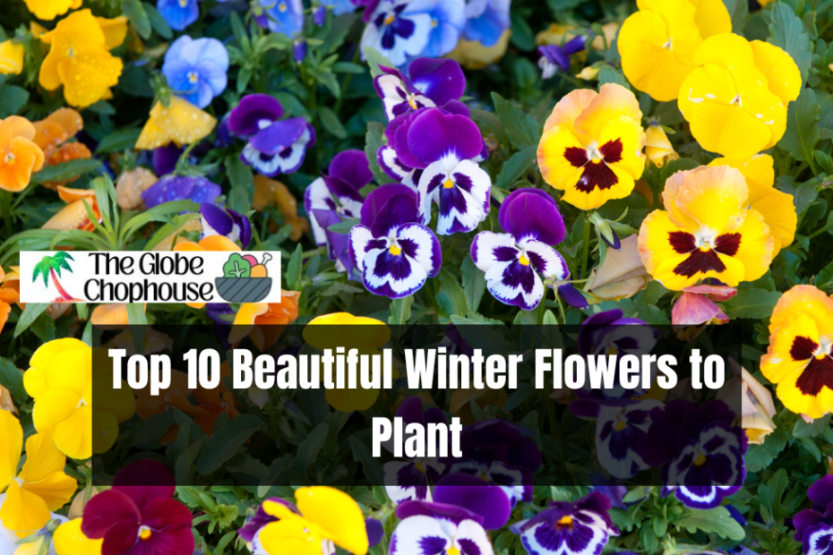 Top 10 Beautiful Winter Flowers to Plant