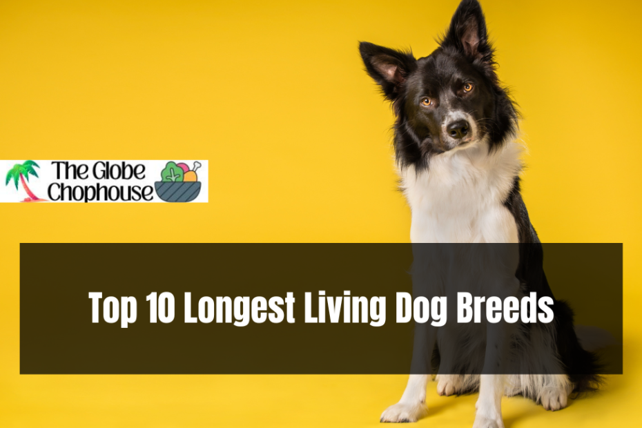Top 10 Longest Living Dog Breeds