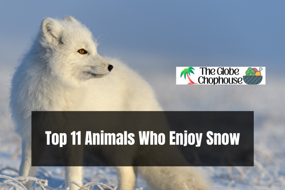 Top 11 Animals Who Enjoy Snow