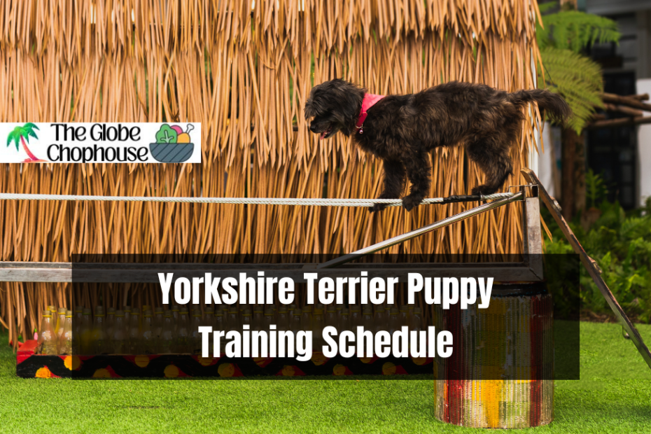 Yorkshire Terrier Puppy Training Schedule