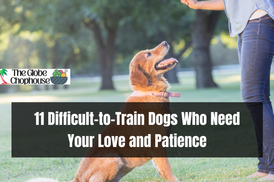 11 Difficult-to-Train Dogs Who Need Your Love and Patience