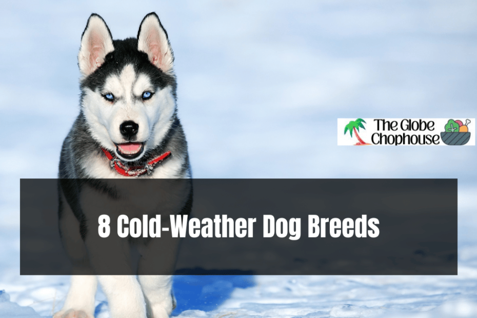 8 Cold-Weather Dog Breeds